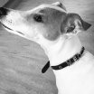 Jackrussel Neo mit Hundehalsband