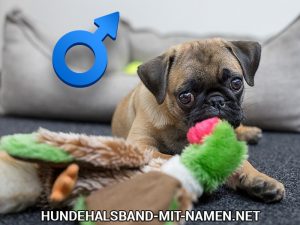 Top 10 der lustigen Hundenamen für Rüden