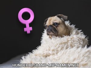 Top 10 der lustigen Hundenamen für Weibchen