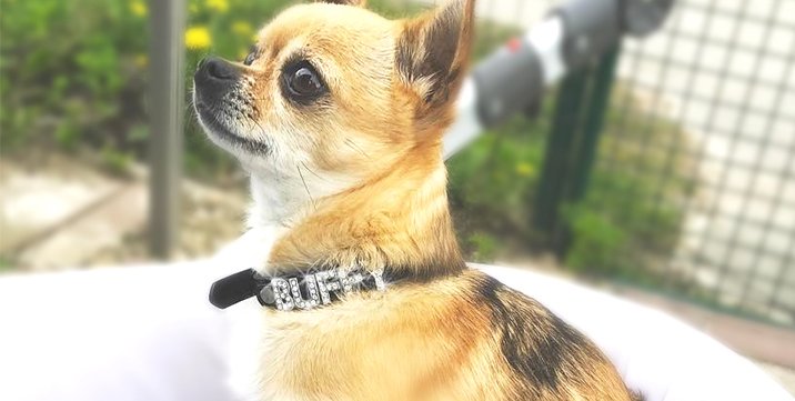 buffy-chihuahua-hundehalsband-name